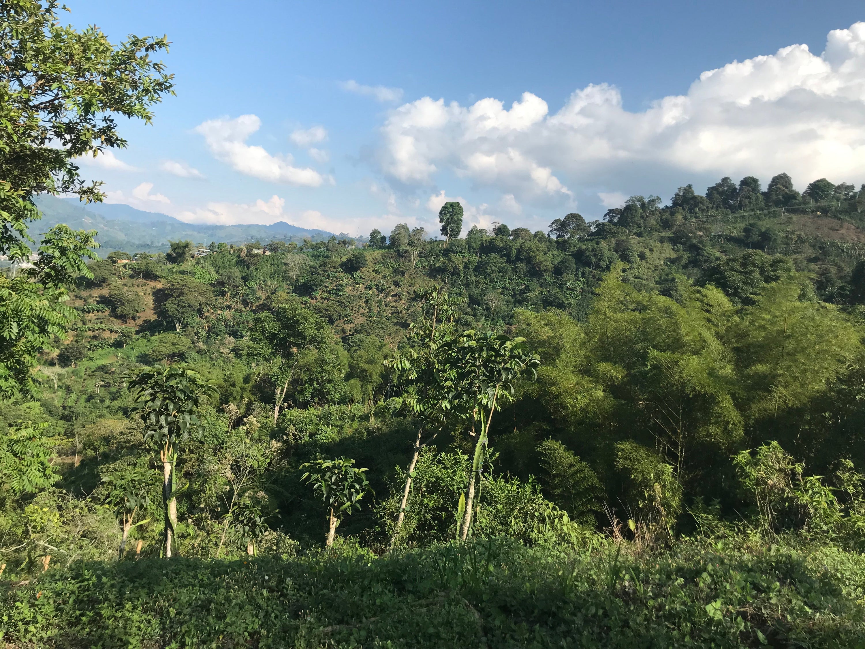 A wide shot of a coffee farm in Peru