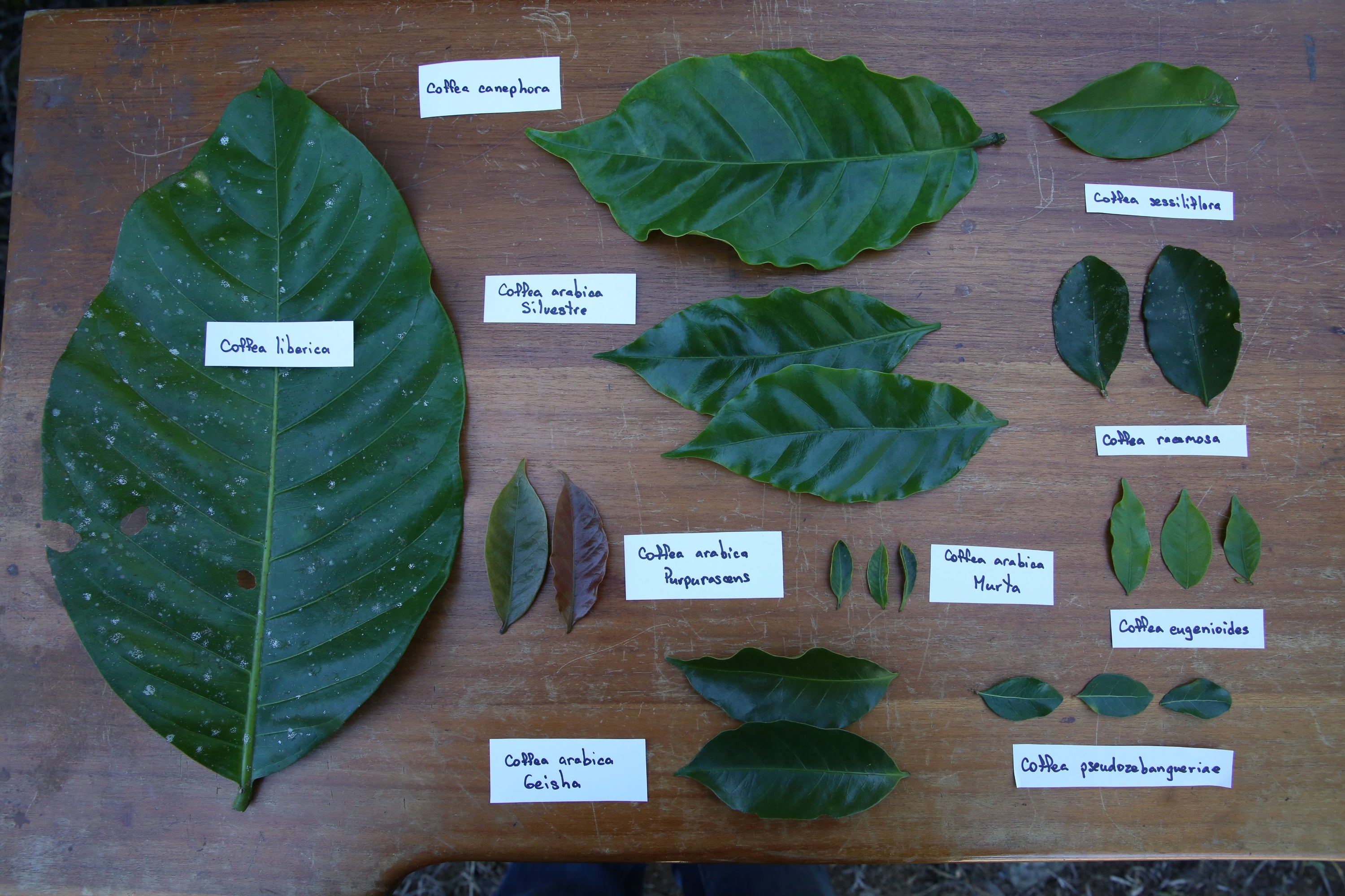 A selection of different leaves of different coffee plant varieties on a wooden tabletop