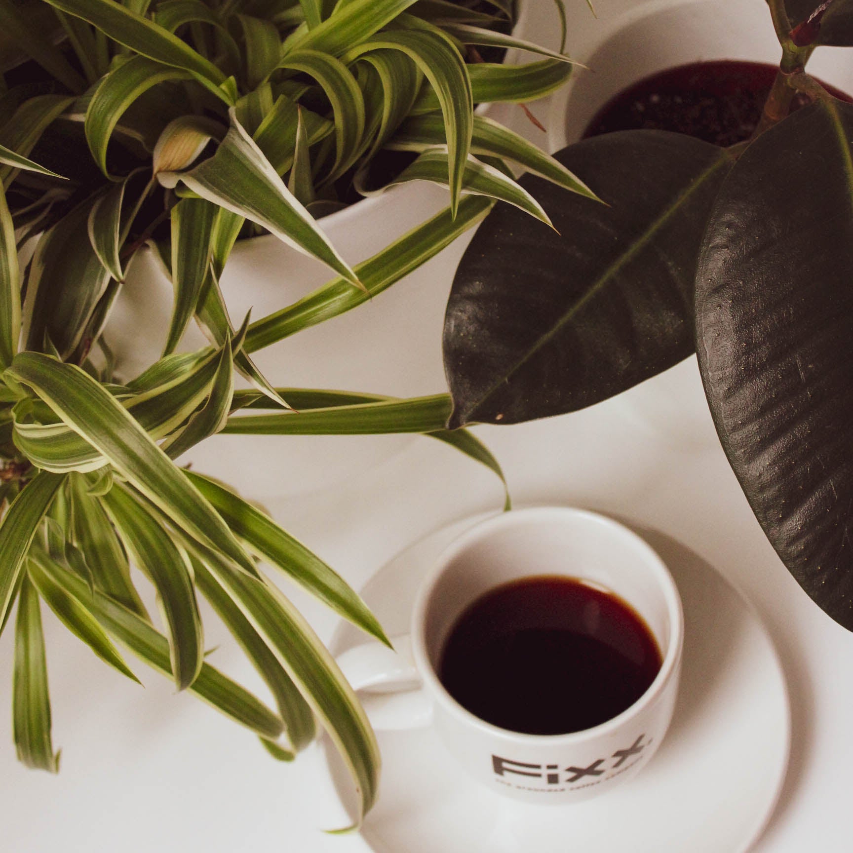 Coffee & Pot Plants 