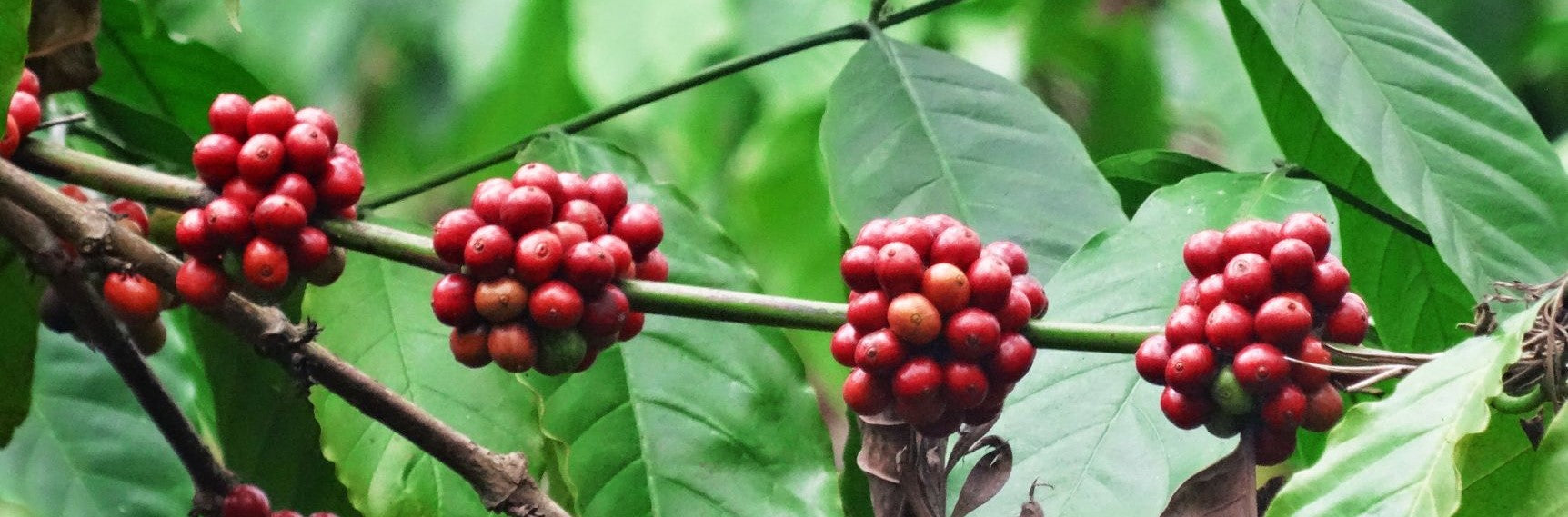 Robusta Coffee - Definition & Meaning - FiXX Coffee