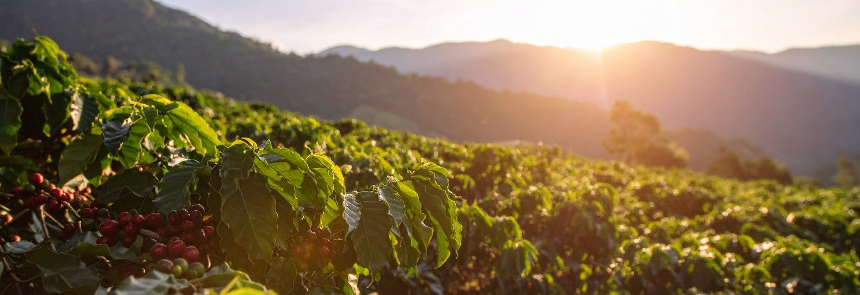 Sunset on a coffee fram with montains in the background and ripe coffee bushes in the forground. 