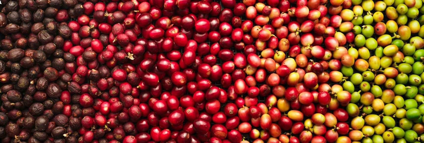 Coffee Varieties - Definition & Meaning - FiXX Coffee