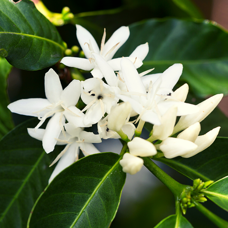  A close up shot of white coffee flowers against dark, waxy green leaves. 
