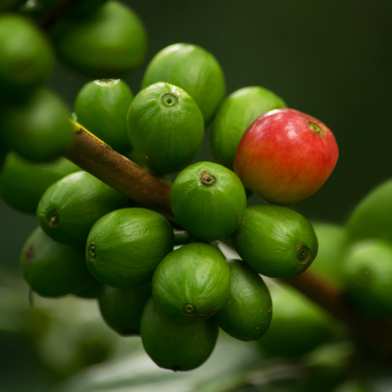  A close up shot of unrip green coffee cherrys with one begining to blush red