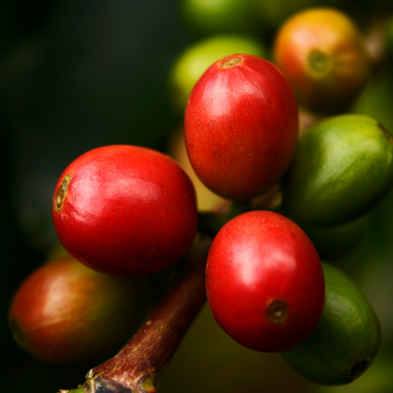  A close up shot of ripe red coffee cherrys.